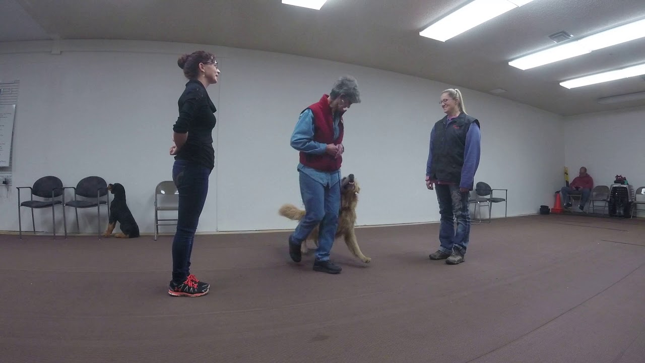 Prodogz Dog Training AKC Figure 8 (Sponsored by The