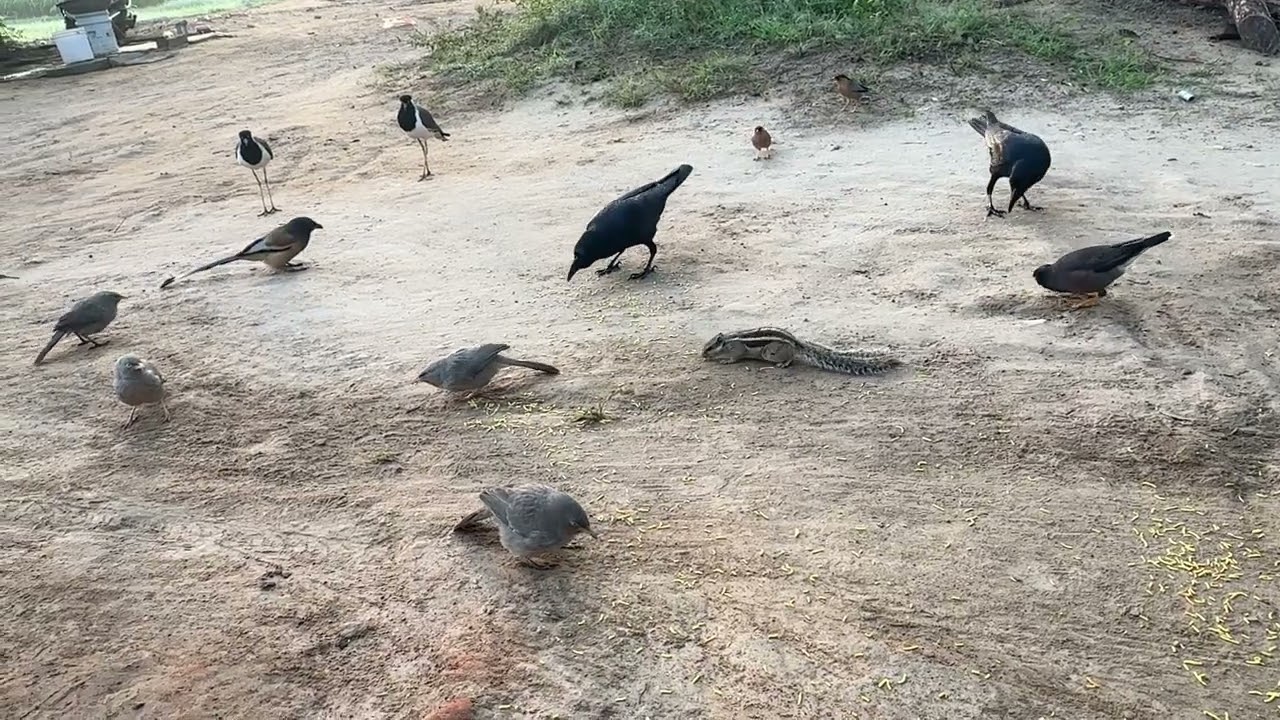 પક્ષી ઓ આવ્યા સવાર સવાર મા દાણા ખાવા❤️😱પક્ષીઓ વચ્ચે થઈ લડાઈ 👀🥳#birds #myna #crow #youtubevideo 