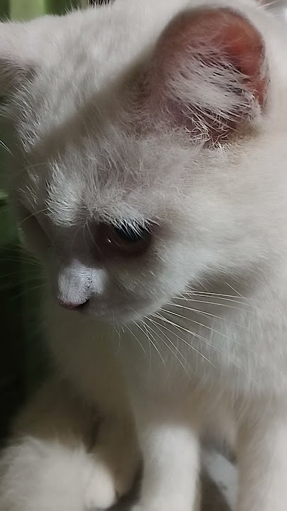 cute bratinela