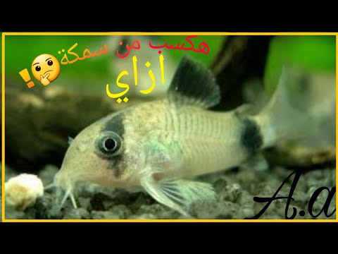 الكات فش كيفية الربح تفريخ اسماك الكات فش A A 