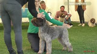 LAGOTTO ROMAGNOLO, open class males by Dog Show Video 347 views 6 months ago 12 minutes, 29 seconds