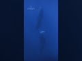 Did you know sperm whales nap upright?! 🤯 #SecretsOfTheWhales #StepIntoWonder