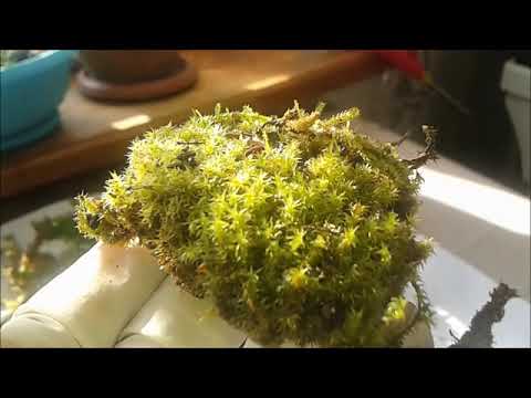 ორქიდეომანია # ორქიდეა - ხავსები, ხავსი სფაგნუმი, მოპოვება, შენახვა,