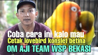 Proses Lovebird Betina Dari Fighter Ke Konslet Kunci Nya Ada Di Mandi Malem U0026 Pakan Kenceng