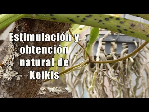 Video: Brotes de orquídeas dormidas: métodos para despertar