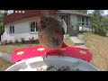 Netvue Birdfy - Daily Birdwatching - Birdfeeder Cam - June 9, 2023