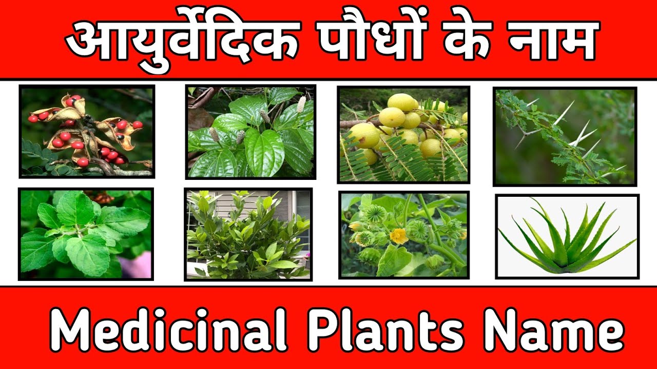 essay on importance of medicinal plants in hindi