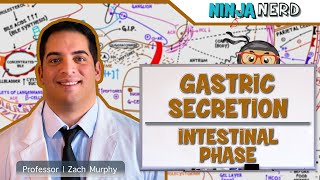 Gastrointestinal | Gastric Secretion: The Intestinal Phase