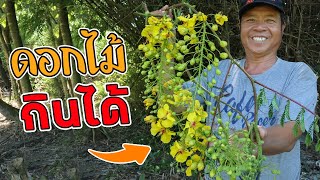 Eating Delicious In Jungle - Cooking Easy catfish chilli dip thai recipe