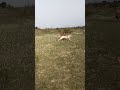 what a Jump by Dog👍🤸#dogshorts #dogloversdog #funny