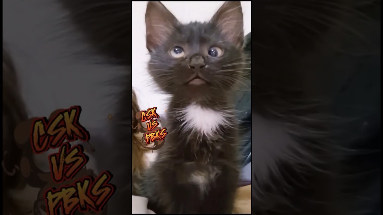 🦊CSK Playoff Chances 2024❗️ 