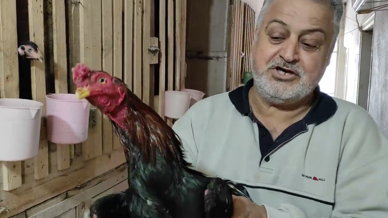 /// İMPARATORLARIMLA 2 GALİBİYET 1 BERABERLİK ///