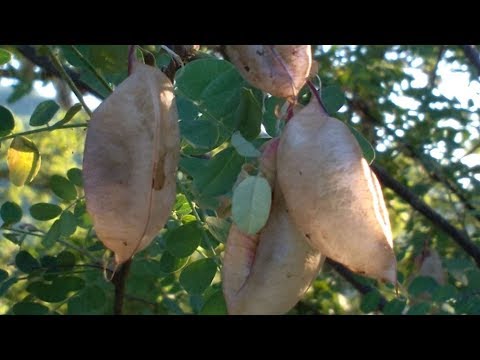 Vidéo: Cotonnier Arborescent