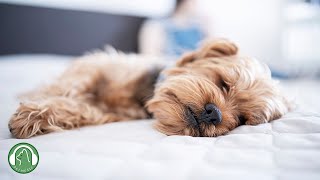 Dog's favorite music🐶Dog sleep music, Stress relief and Separation anxiety music, Stability music.