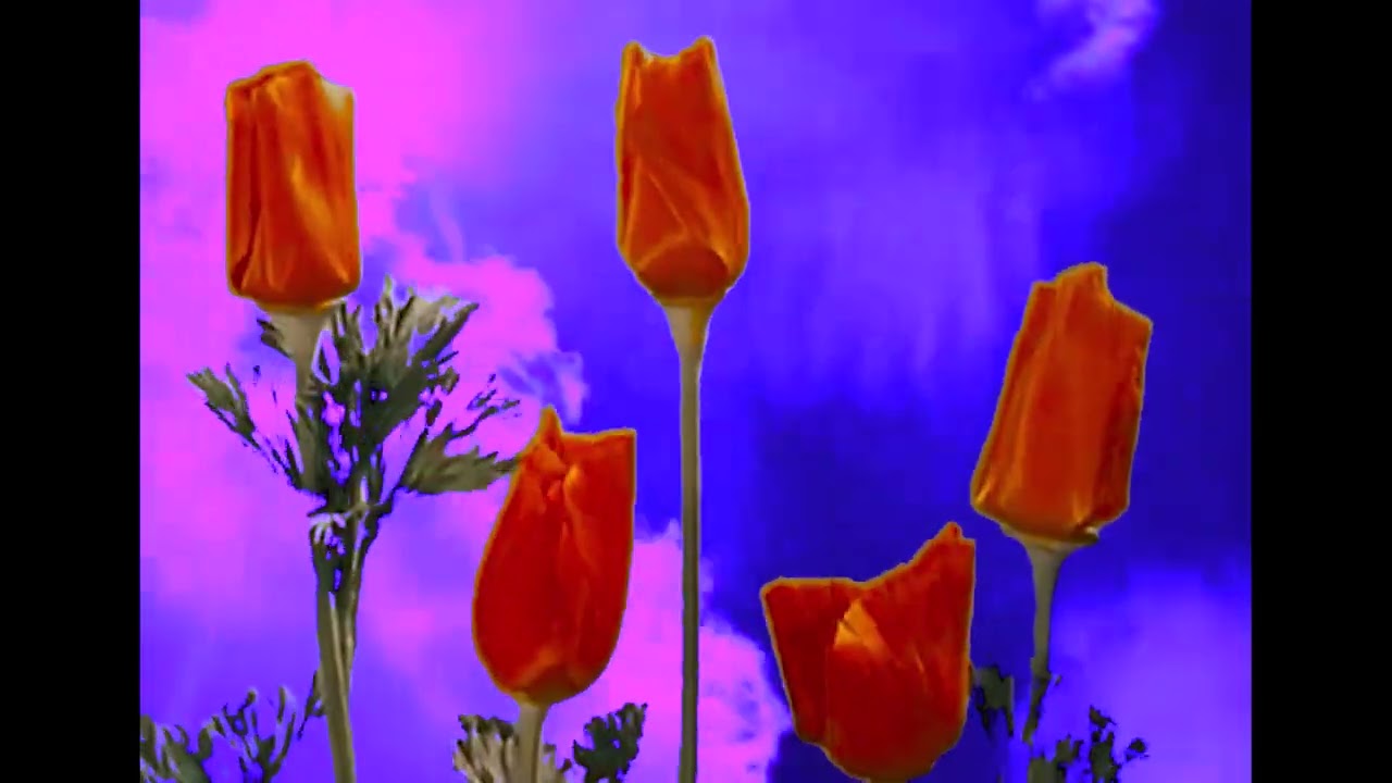 Crape - Butterfly, Music Video