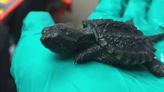 Kawartha Lakes staff release turtle hatchlings safely back home