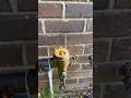 Backflow Preventer Leaks