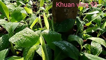 Vườn ươm chuoi hoàng anh gia lai