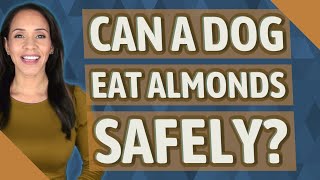 Can a dog eat almonds safely? Are Almonds Good For Dogs To Eat