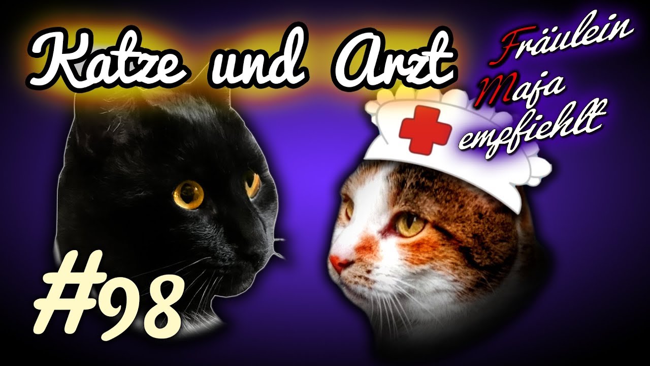 Katzen Und Der Arzt Verhalten Nach Klinikaufenthalt Fräulein Maja Empfiehlt Teil 98