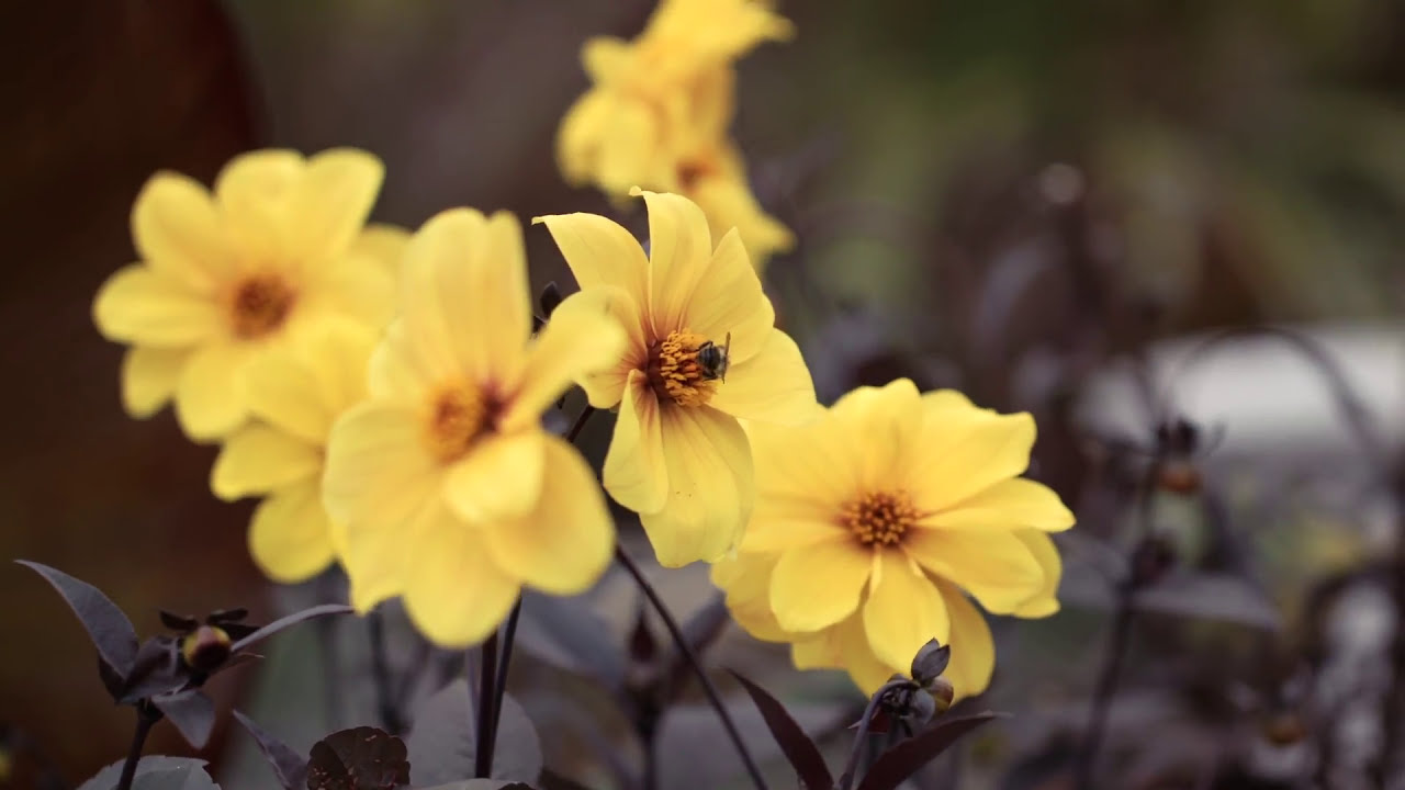 The grand opening of the Exotic Garden at RHS Garden Wisley | The RHS