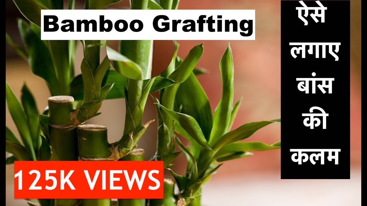 How To Grow Bamboo From Cuttings बांस की कलम कैसे लगाये HINDI/हिंदी