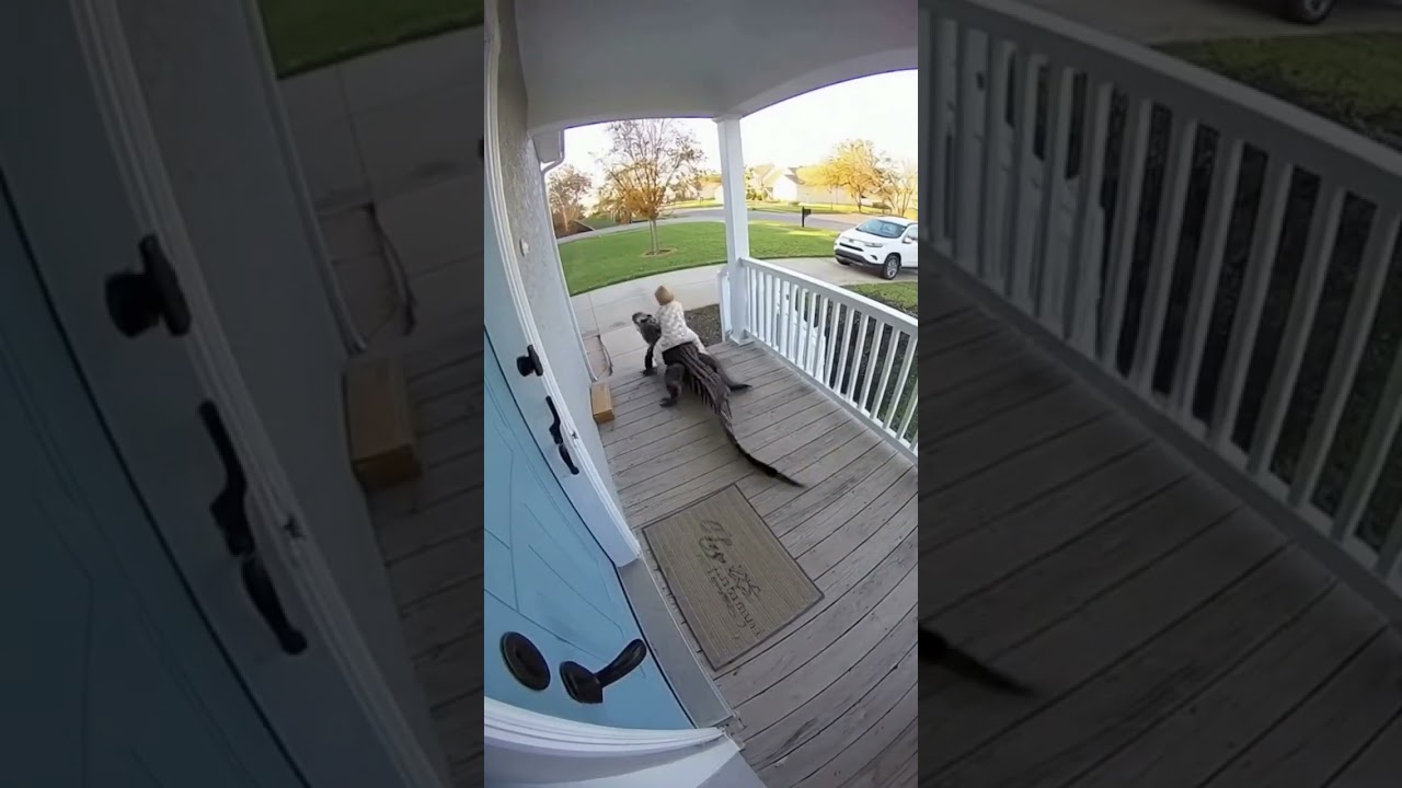 Home Footage Shows Shocking Moment Baby Rides an Alligator
