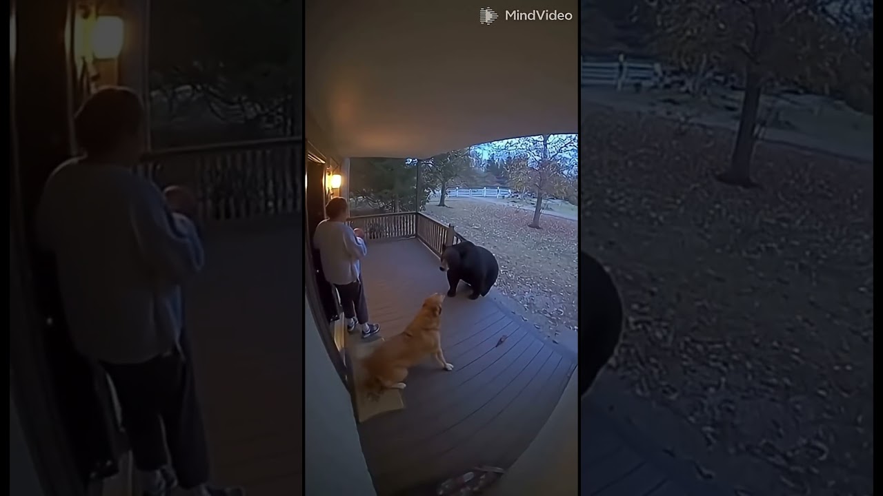 TOP 7: Perros que SALVARON a sus dueños de animales salvajes 🐕⚔️🐍