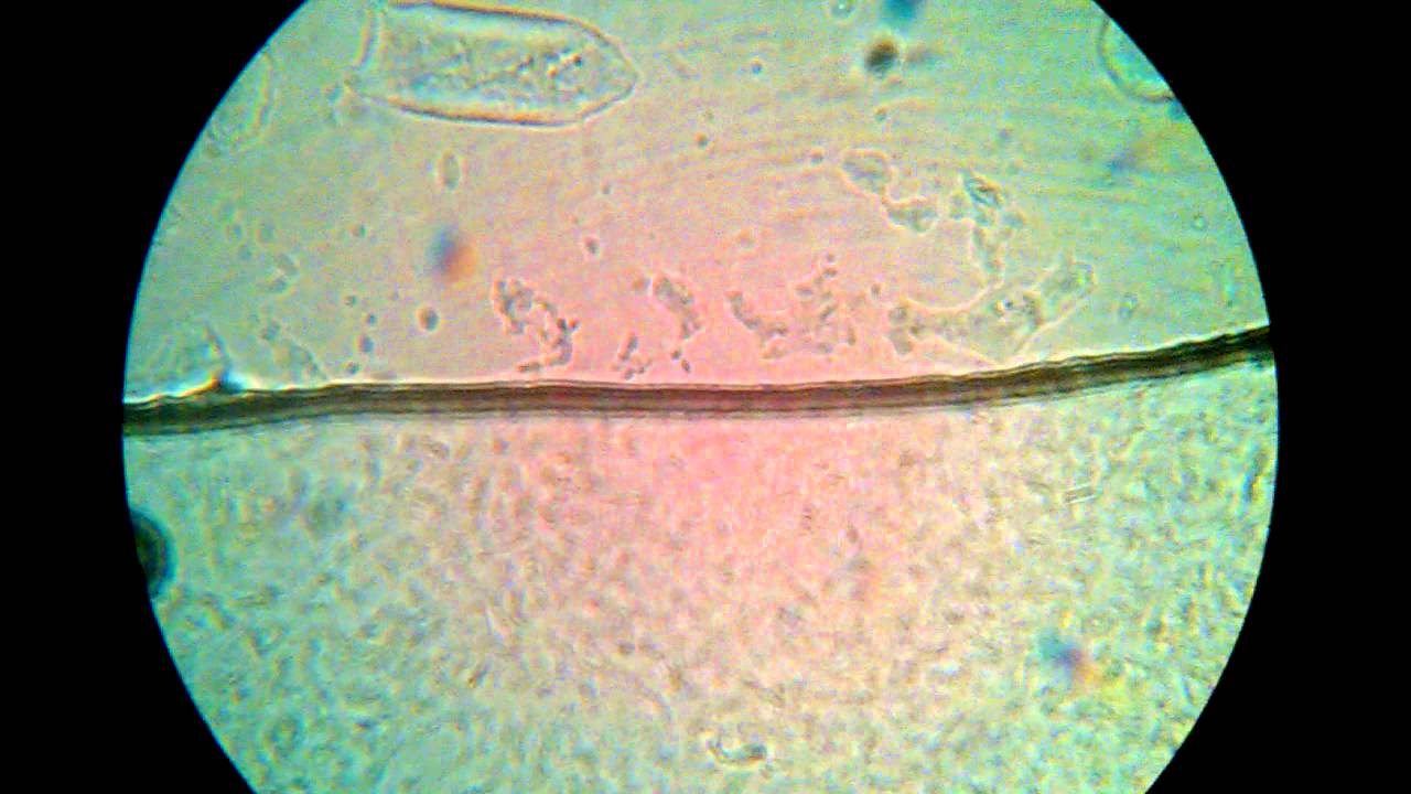 Гхи(топлёное масло) под микроскопом - YouTube