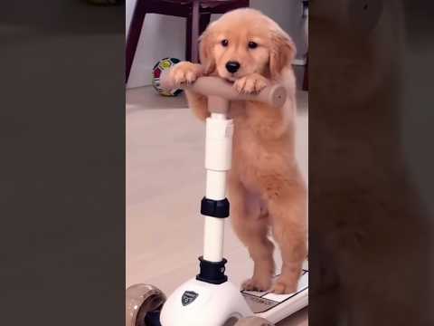 These dogs need a friend