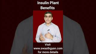 Insulin Plant ke fayde  | Benefits of Insulin Plant | shorts