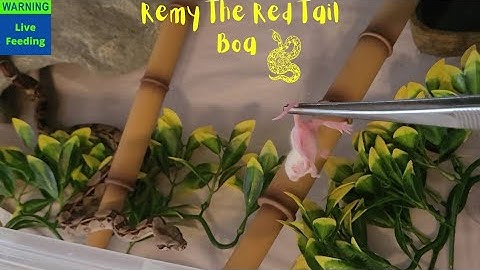 ⚠️Warning Live Feeding⚠️ Remy The Red Tail Boa 💪🏾🐍🤙🏾