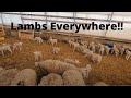 Lambs, Lambs, Lambs....They Just Keep Lambing