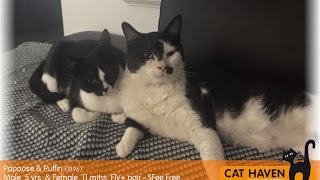 ***ADOPTED**** Cats love laser pointer and cuddles - Puffin & Papoose - Cat Haven foster cats ***ADOPTED**** Cats love laser pointer and cuddles - Puffin & Papoose - Cat Haven foster cats
