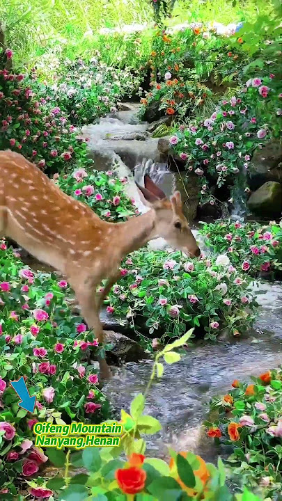 Encounter a romantic flower sea and enjoy a cool fairyland  #henantravel