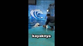 Gagal Ngepel Gara-gara Beluga Usil! 💦🐳 #lumba