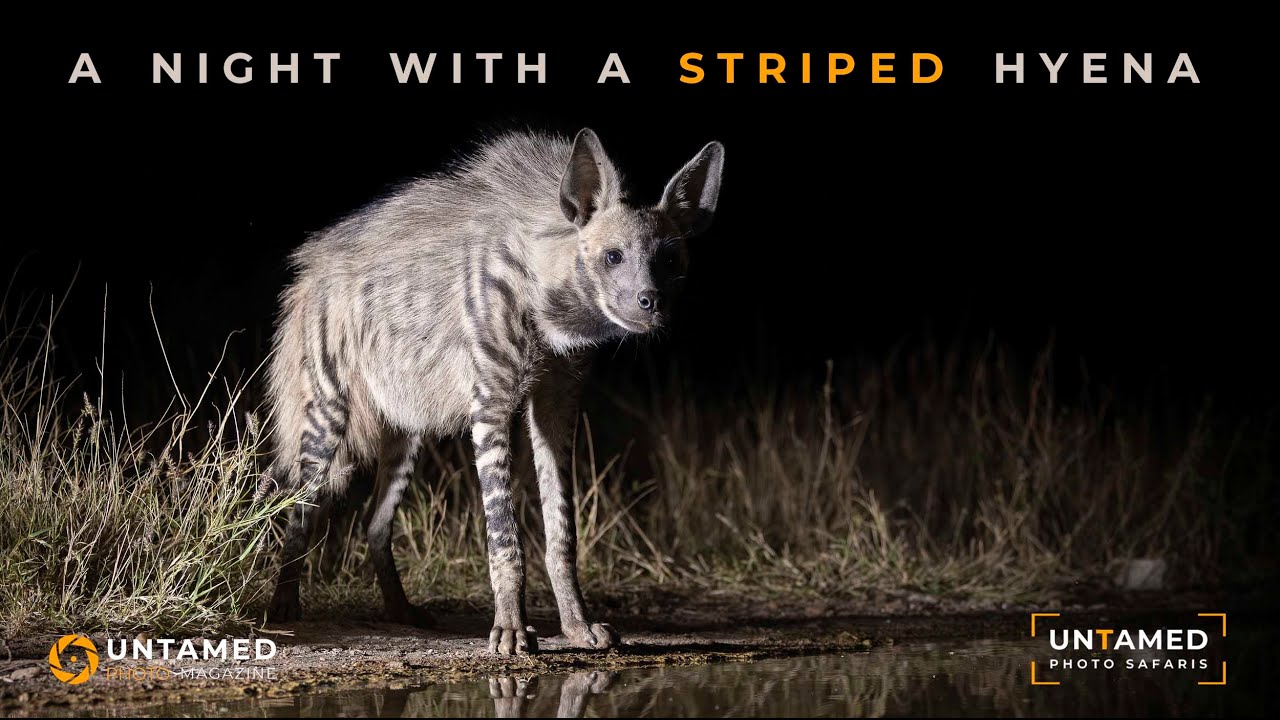 Rare Striped Hyena Sighting - Untamed Photo Safaris