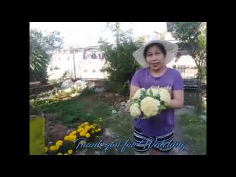 update on cauli flower + harvest update on cauli flower + harvest