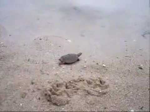 showbiz turtle