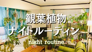 【観葉植物】ナイトルーティン/葉水の方法