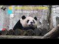 20210123 睡過頭圓仔淡定吃儲備乾糧，平日摘茄苳枝就派上用場了 The Giant Panda Yuan Zai