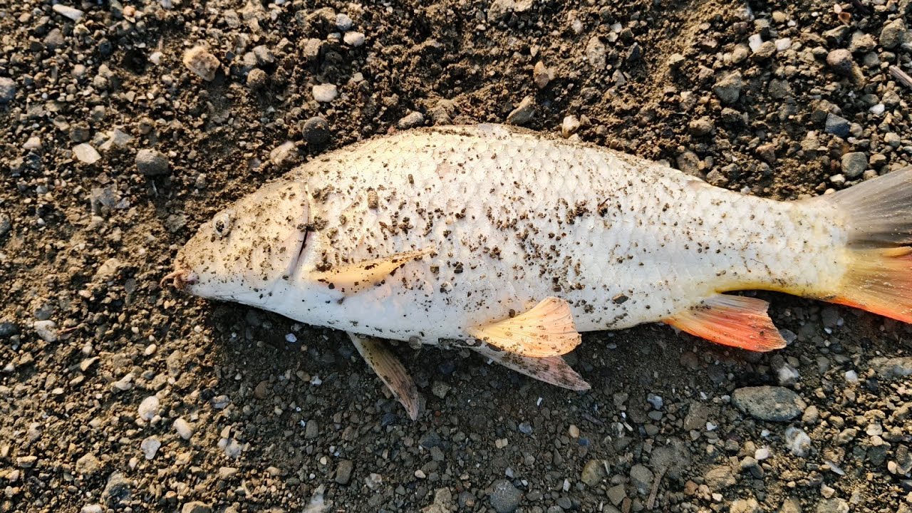 SOĞULCA BARAJINDA KAMP VE SAZAN AVI 