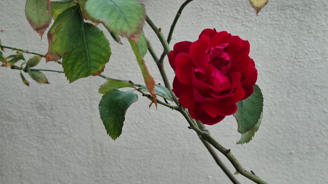 Aaj maine  garden  ko akele hi saph kiya # kitchen garden 