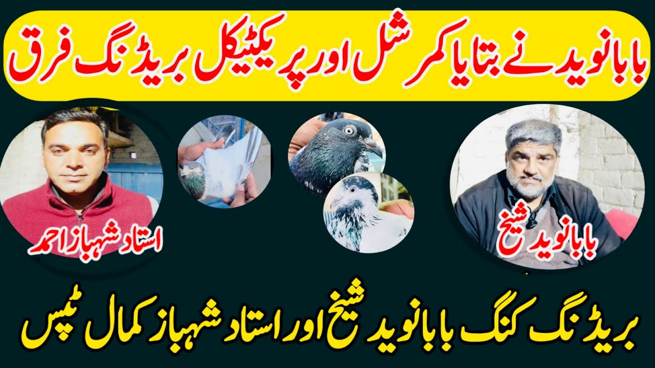 BABA NAVEED SHAIKH NE BATAYA CAMARSHAL OR PARITICAL KABOOTAR ME FARQ