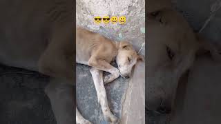 Funny Dog Bathing Slip On Blink