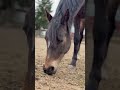 Horse & Nature #asmr #asmrsounds #horse #horseasmr