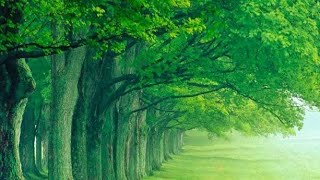 💞beautiful amazing nice 👌 Hindi songs 🎵 love ringtone👍💞#33 screenshot 5