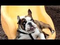 The FUNNIEST ANIMALS - The LONGER YOU WATCH, the FUNNIER IT GETS!