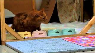 猫の脳腫瘍の症状！初期症状から末期までを進行順に解説！