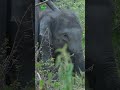 Baby Elephant&#39;s Journey with Mom #elephant #wildlife #wildanimal